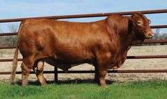 EMBRYO PACKAGE: CF BROCK 450/3 x cf MISS KITTY 736