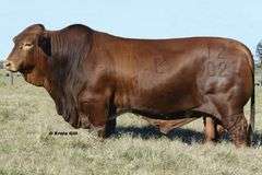 EMBRYO PACKAGE: L2 CAPTAIN SUGAR x cf MISS KITTY 736