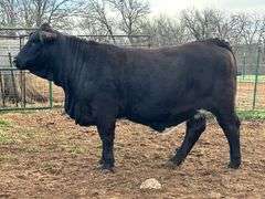 BRED HEIFER: RHR 118