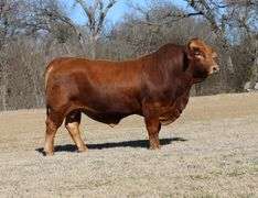 SEMEN PACKAGE: SUMMIT 5306