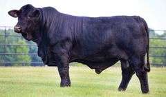 EMBRYO PACKAGE: CJ'S LOVEMAKER x CONTAGIOUS