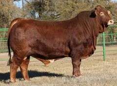 SEMEN PACKAGE: SEXED HEIFER CF HIGH TIDE