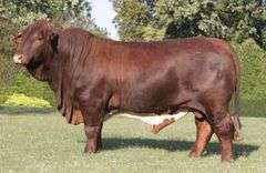 EMBRYO PACKAGE: CF SUGAR BRITCHES x L2 72/11