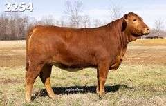 OPEN HEIFER: BF1 2254