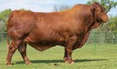 SEMEN PACKAGE: CF RIPTIDE