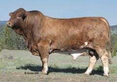 EMBRYO PACKAGE: CAVALIER x 1-36
