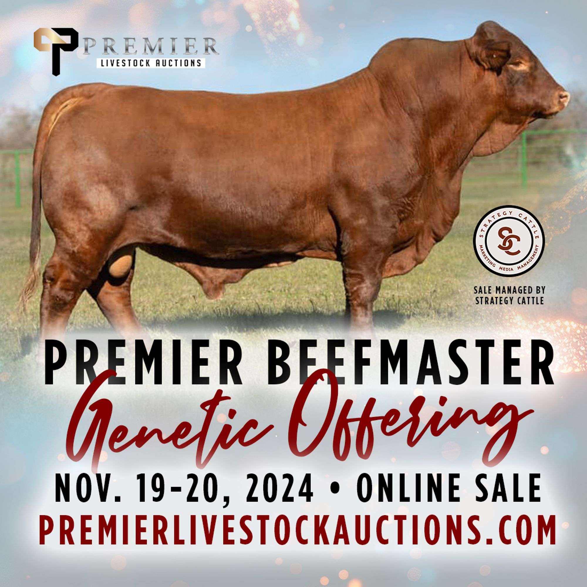Premier Beefmaster Genetic Offering - Premier Livestock Auctions