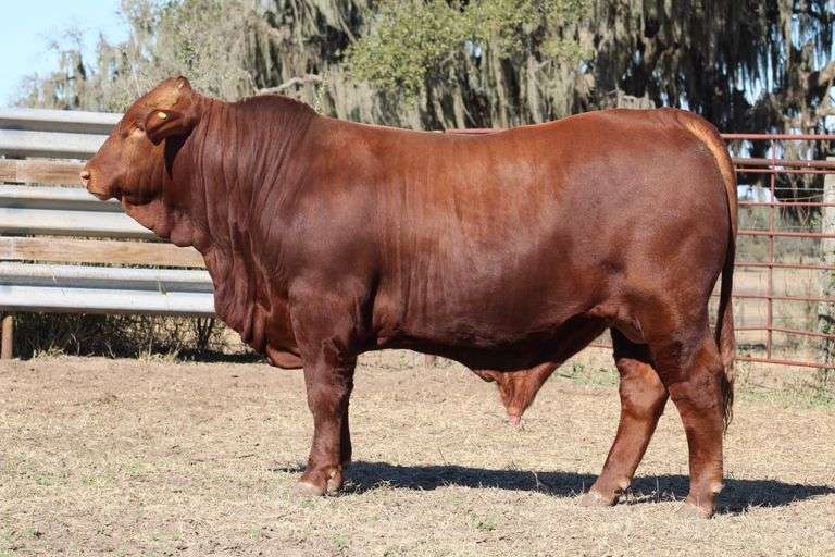 SWB 09023