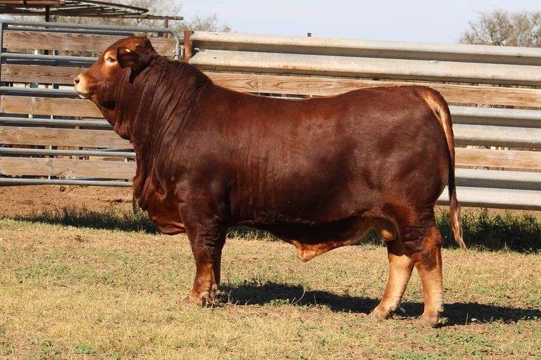 SWB 09523
