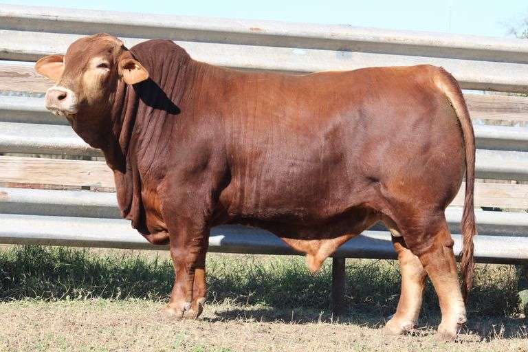 SWB 06723