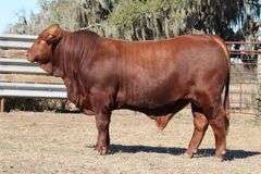 SWB 09023