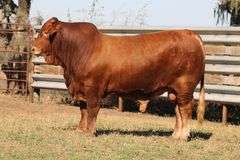 SWB 04223