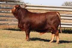 SWB 09523
