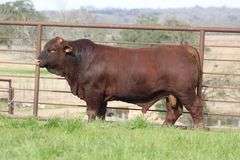 JK BEOWULF