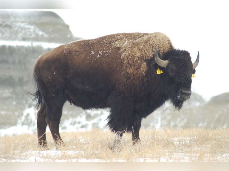 Dakota Dynamite Performance Tested Buffalo Simulcast Auction