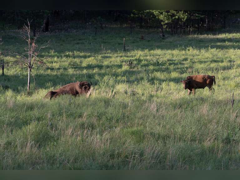 Beltway Bison Live Consignment Auction