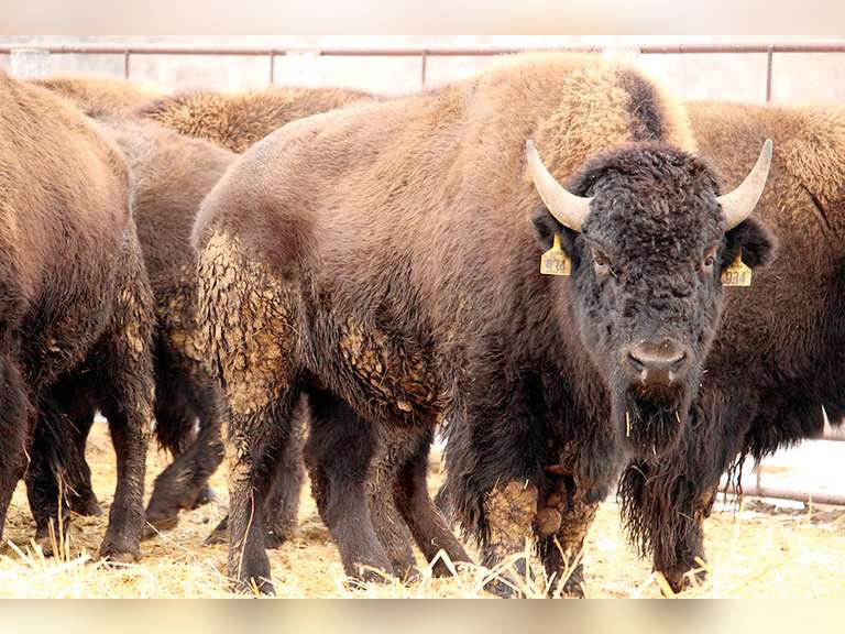 Dakota Territory Buffalo Assn. Young Guns Performance Tested Bison Bulls & Premier Heifer Simulcast Auction