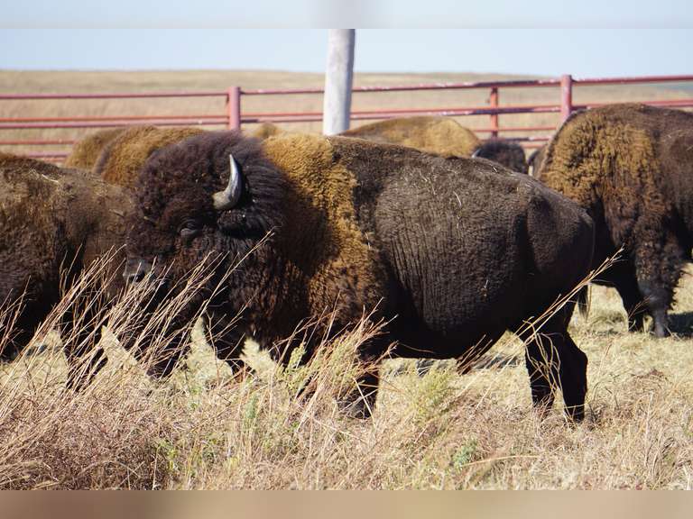 Joseph A. Williams Tall Grass Prairie Preserve Production Webcast Auction