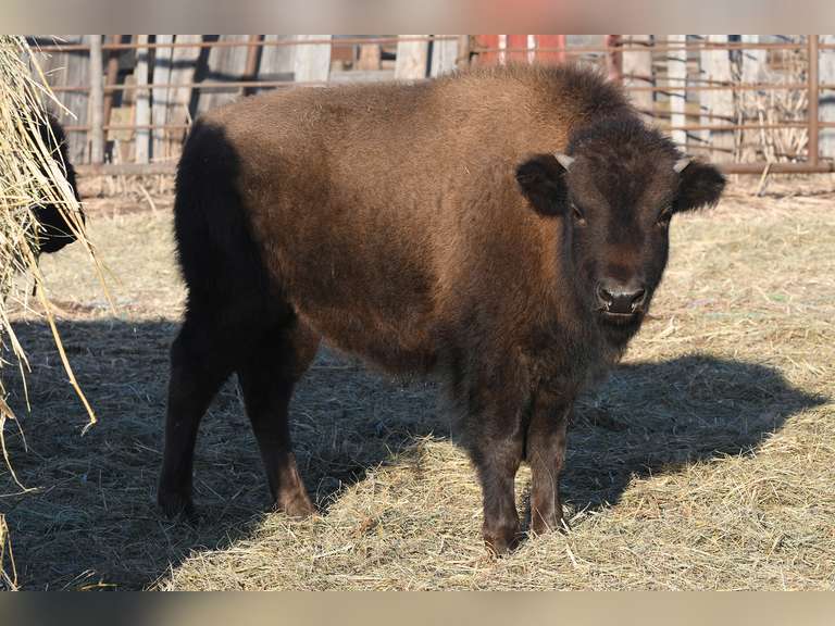 Coyote Trail Buffalo Ranch Production Simulcast Auction