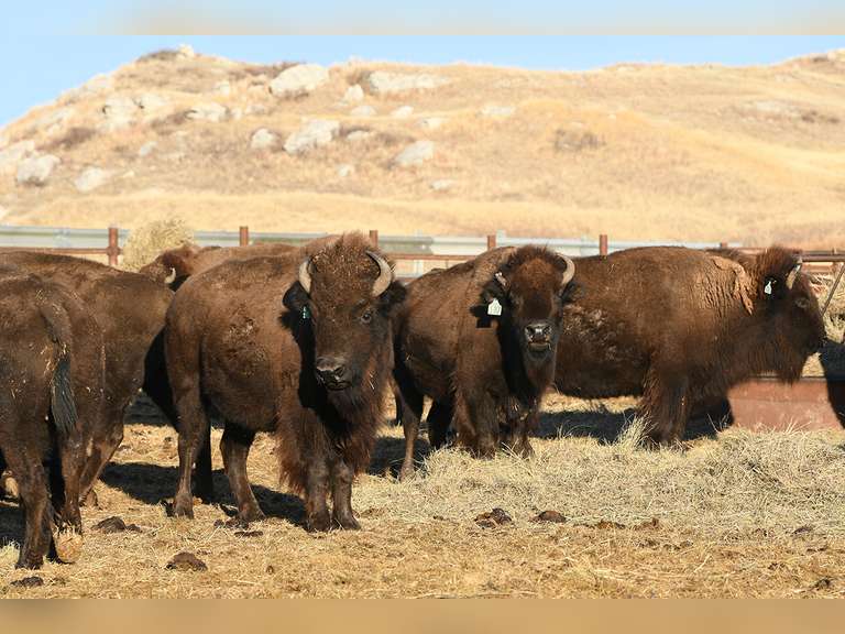 Prairie Legends Bison Auction