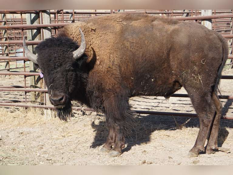 Antelope Island State Park Annual Production Auction