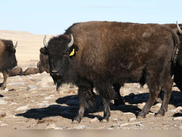 Northern Range Buffalo Consignment Auction