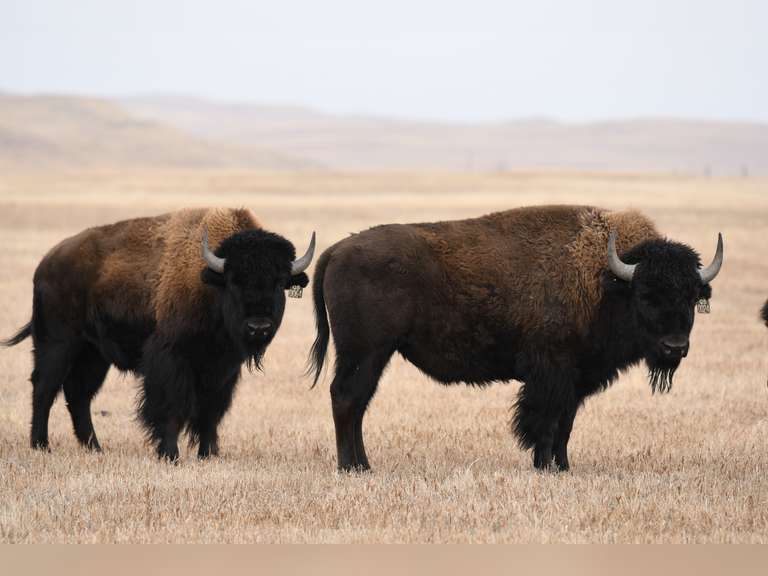 Turner Bison Exchange Prairie Performance Bison Auction