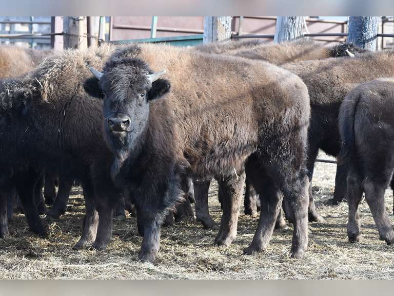 Coyote Trail Ranch Annual Production Simulcast Auction