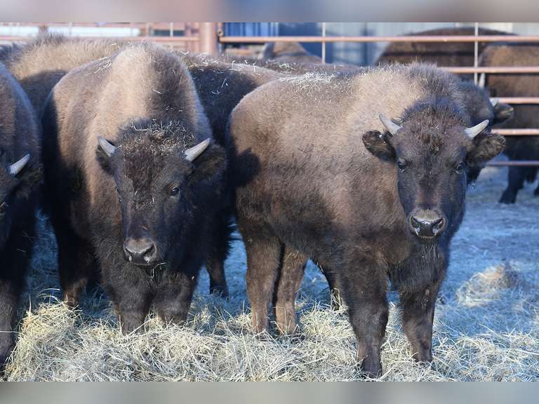 Rocking P Ranch Annual Production Simulcast Auction