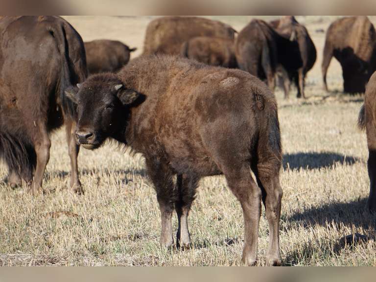 Middle Creek Ranch Production Webcast Auction