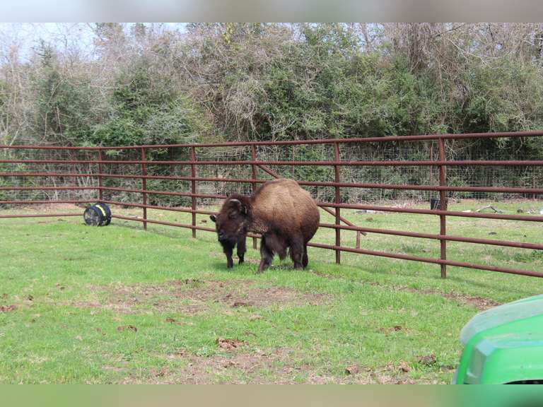WHITLEY BOTTOM BISON - BRED COWS - GATE CUT AT LOAD OUT