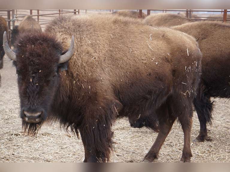 CAPROCK BISON COMPANY, LLC - OCV 2 YEAR OLD BRED HEIFERS - GATE CUT AT LOAD OUT