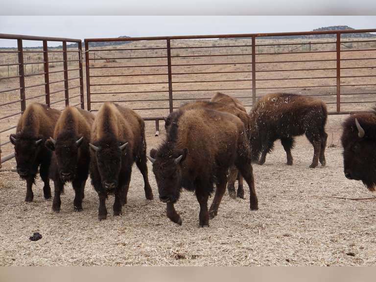 CAPROCK BISON COMPANY, LLC - OCV HEIFER CALVES - GATE CUT AT LOAD OUT