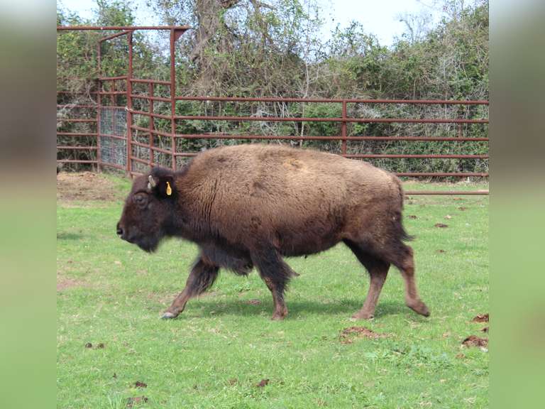 WHITLEY BOTTOM BISON - YEARLING HEIFERS - GATE CUT AT LOAD OUT