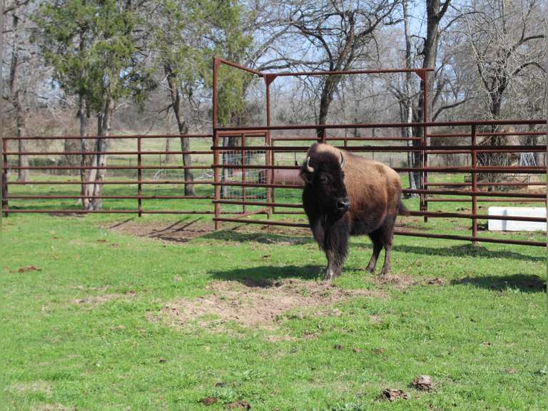 WHITLEY BOTTOM BISON - YEARLING HEIFERS - GATE CUT AT LOAD OUT