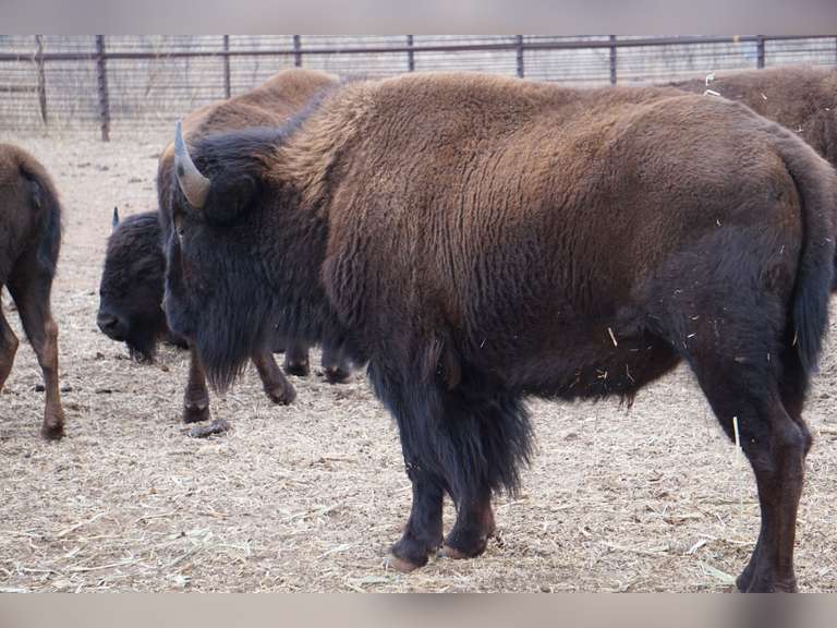 CAPROCK CANYONS STATE PARK - MATURE BULLS - GATE CUT AT LOADOUT