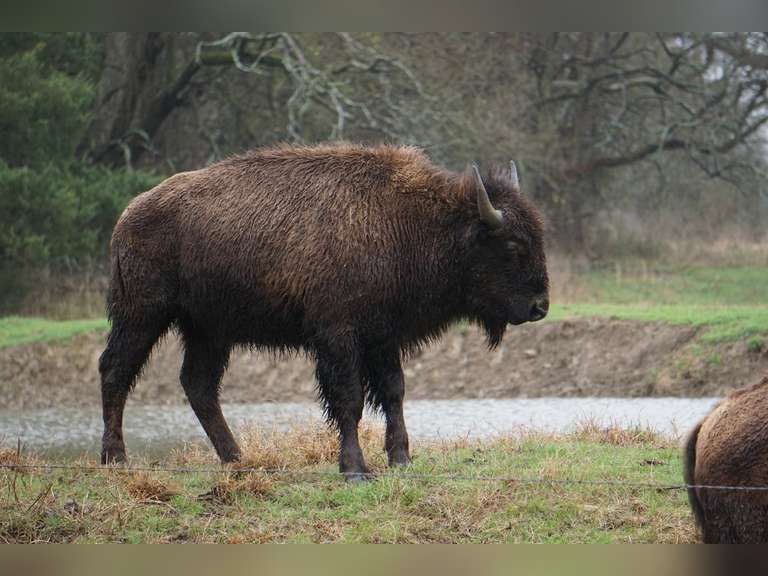 GP RANCH - YEARLING BULLS - GATE CUT AT LOAD OUT