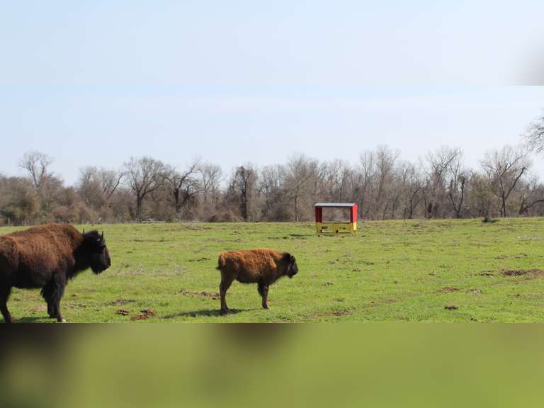 WHITLEY BOTTOM BISON - HEIFER CALVES