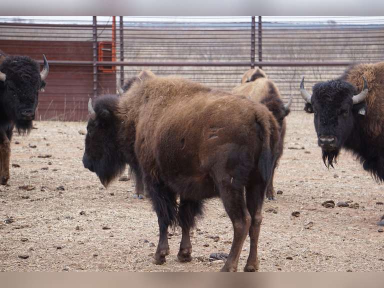 CAPROCK CANYONS STATE PARK - OCV BRED HEIFERS - GATE CUT AT LOAD OUT