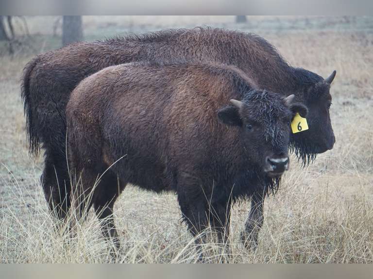 A&R BISON - HEIFER CALVES - GATE CUT AT LOAD OUT