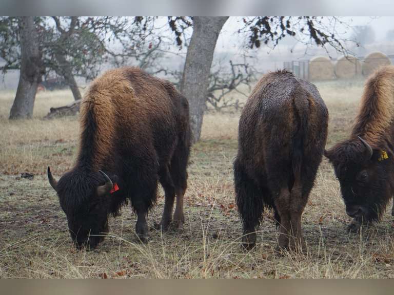 A&R BISON - 2 YEAR OLD BULLS