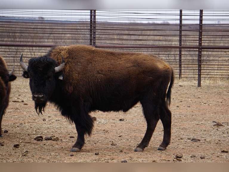 CAPROCK CANYONS STATE PARK - MATURE BULLS - GATE CUT AT LOADOUT
