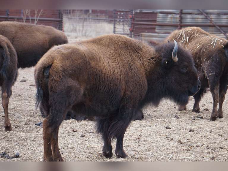 CAPROCK CANYONS STATE PARK - OPEN COWS - GATE CUT AT LOADOUT