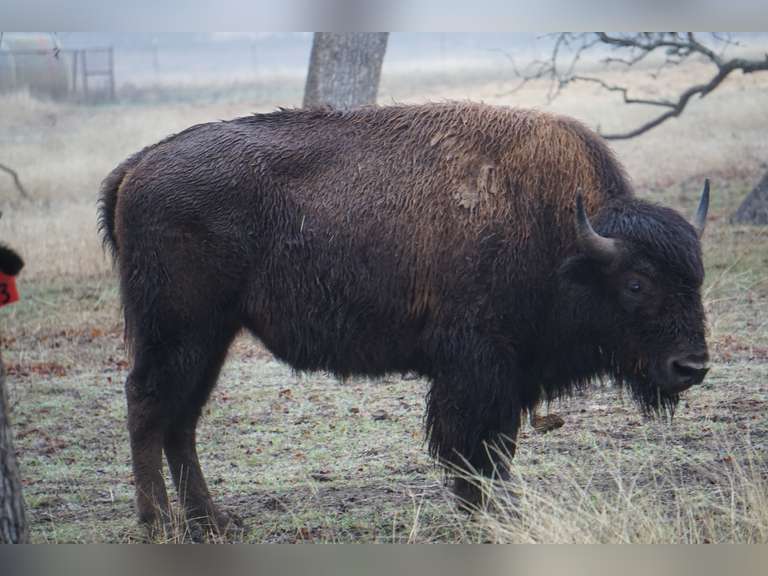 A&R BISON - 2 YEAR OLD BULLS