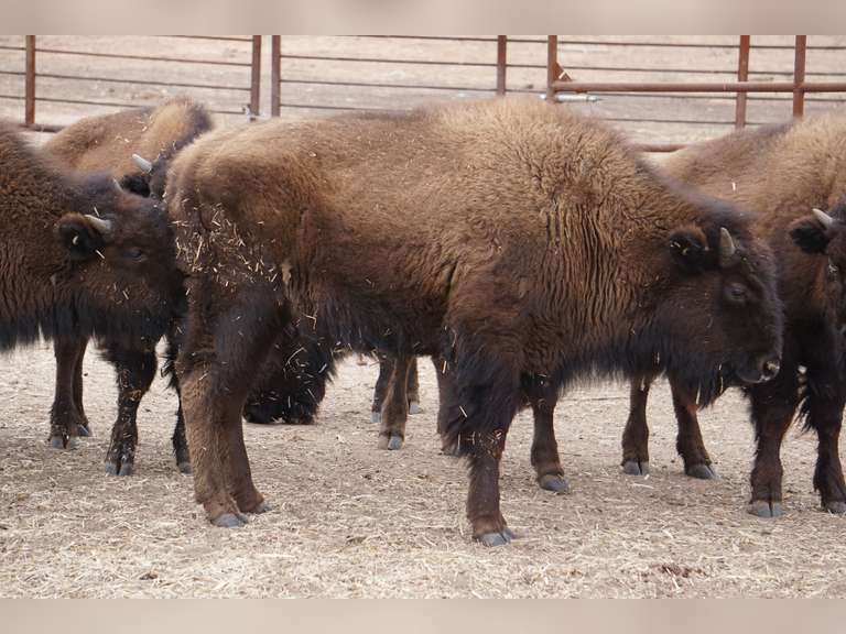 CAPROCK BISON COMPANY, LLC - OCV HEIFER CALVES - GATE CUT AT LOAD OUT