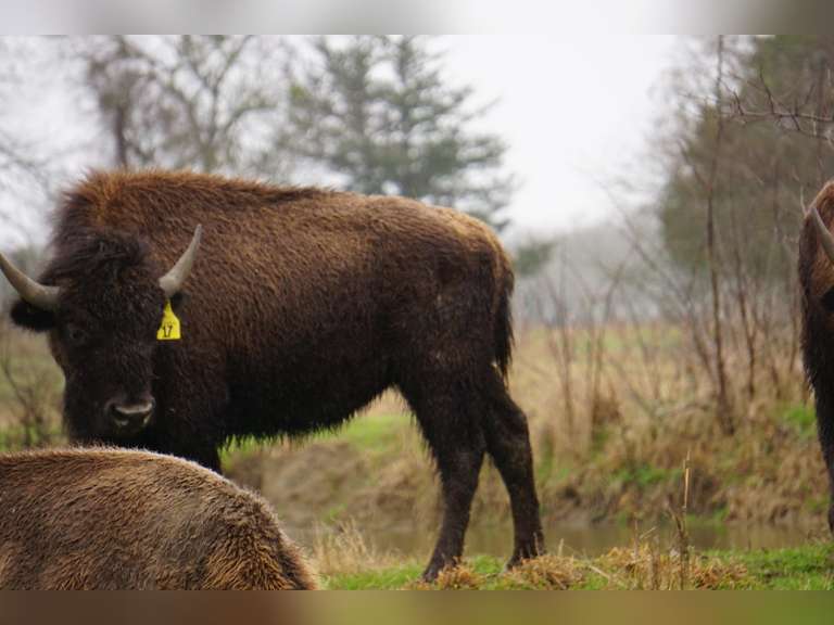 GP RANCH - YEARLING BULLS - GATE CUT AT LOAD OUT