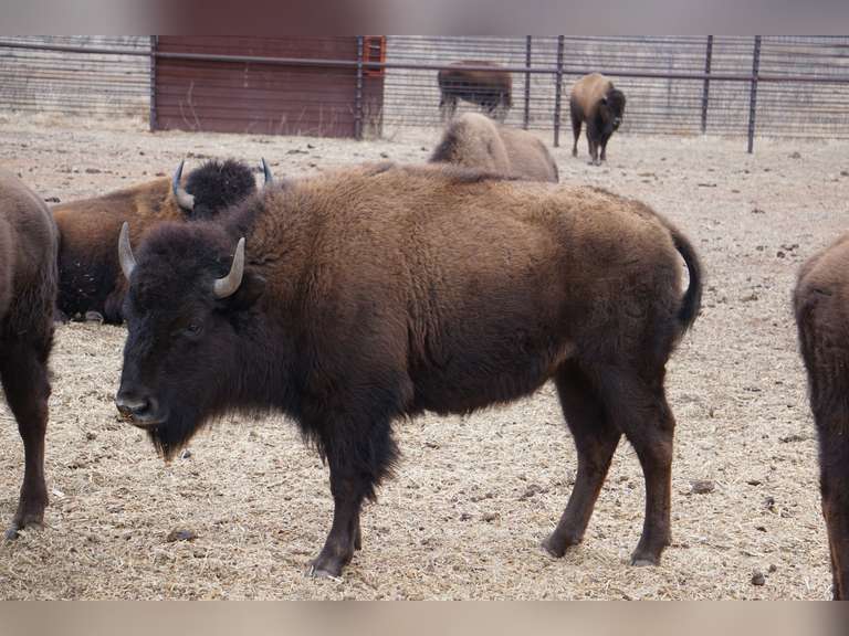 CAPROCK CANYONS STATE PARK - OCV BRED HEIFERS - GATE CUT AT LOAD OUT