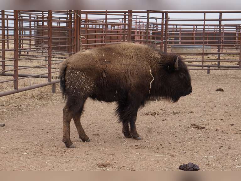CAPROCK BISON COMPANY, LLC - OCV 2 YEAR OLD BRED HEIFERS - GATE CUT AT LOAD OUT