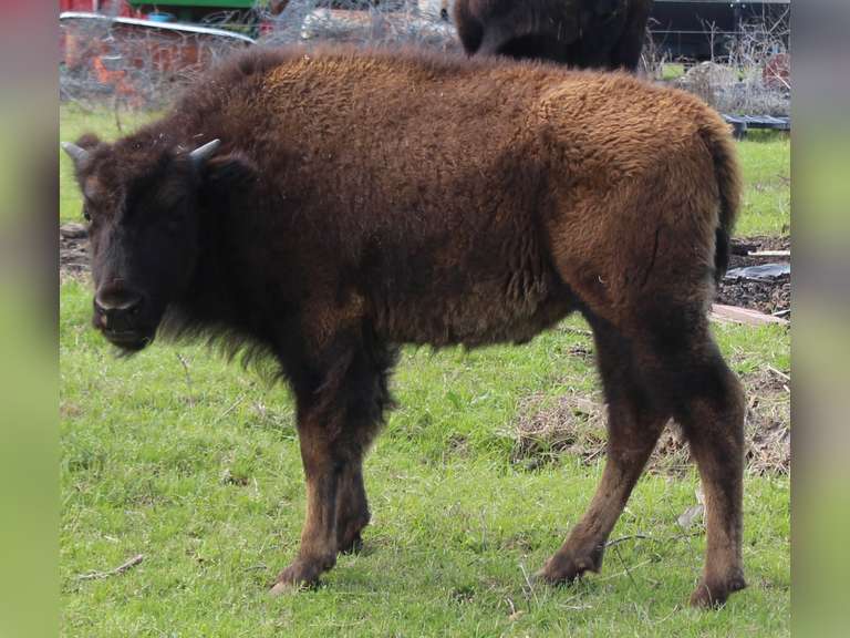 WHITLEY BOTTOM BISON - HEIFER CALVES