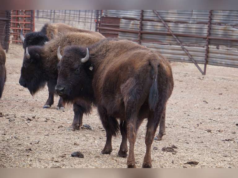 CAPROCK CANYONS STATE PARK - OPEN COWS - GATE CUT AT LOADOUT